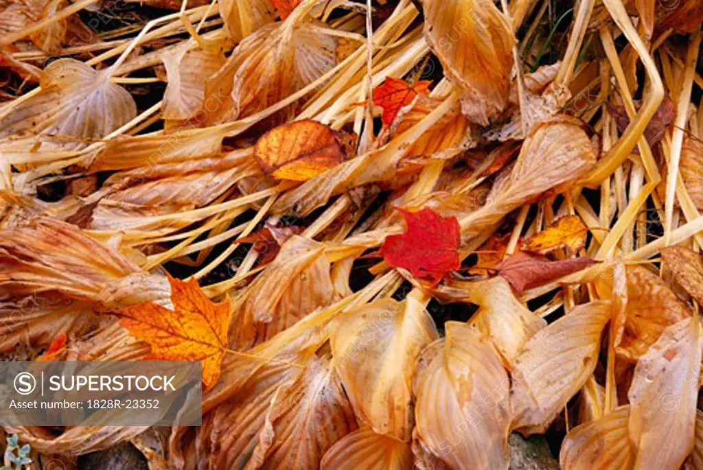 Dried Leaves on Ground, Shamper's Bluff, New Brunswick   