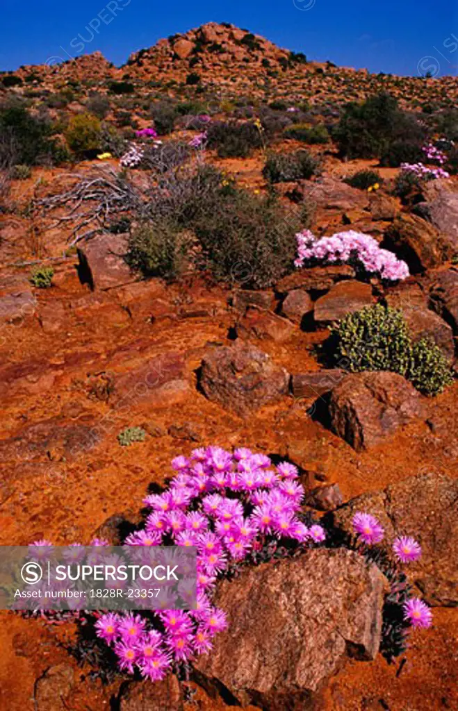 Wildflowers near Paul's Hoek, Namaqualand, Northern Cape, South Africa   