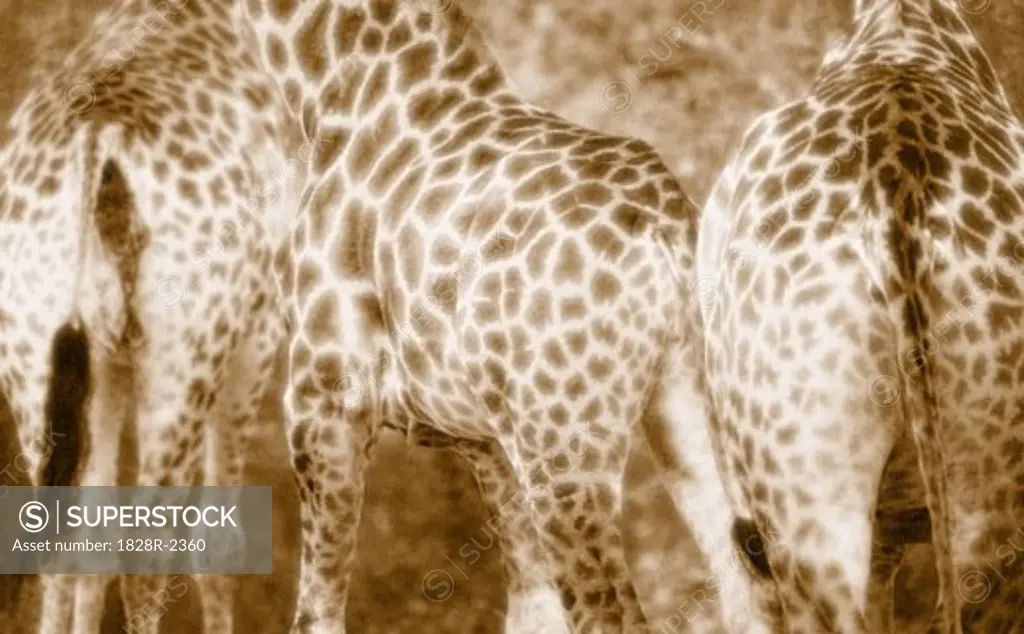 Close-Up of Giraffes Kruger National Park South Africa   