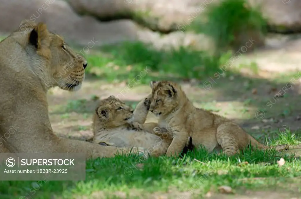 Mother Lion with Cubs   