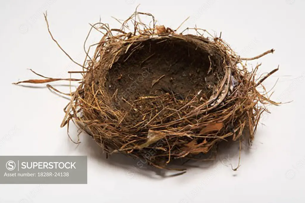 Empty Bird Nest   