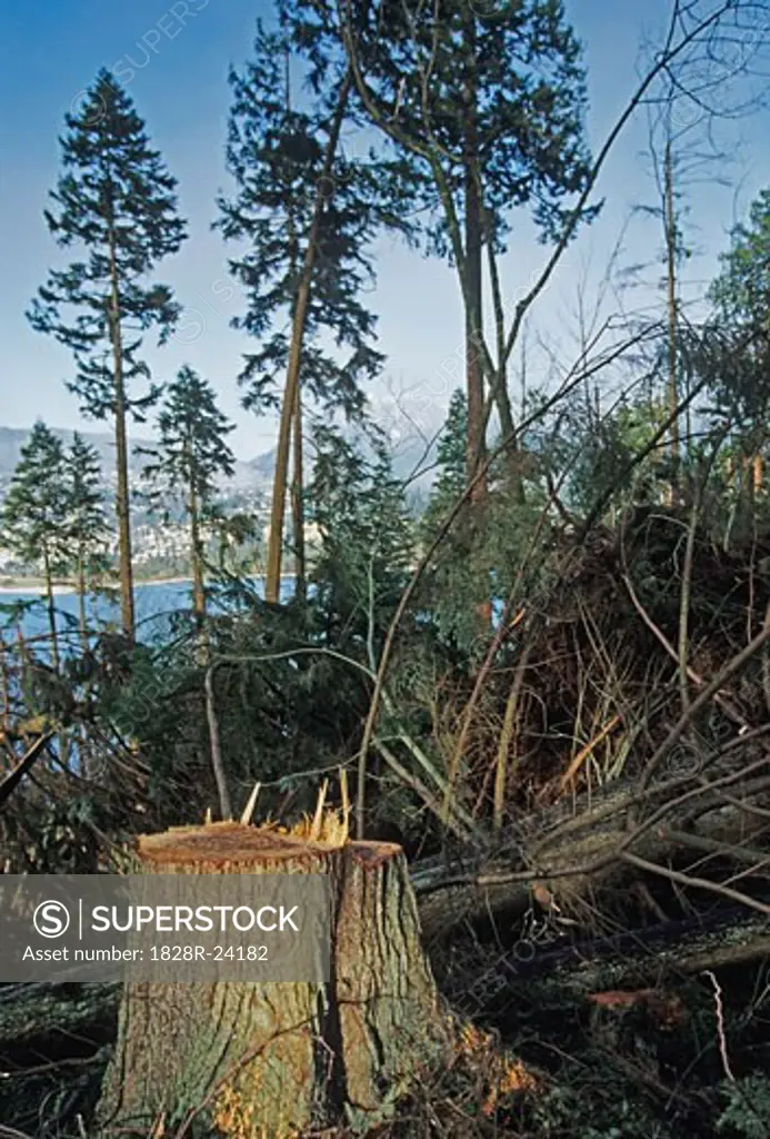 Wind Damaged Tree in Stanley Park Vancouver, British Columbia, Canada   