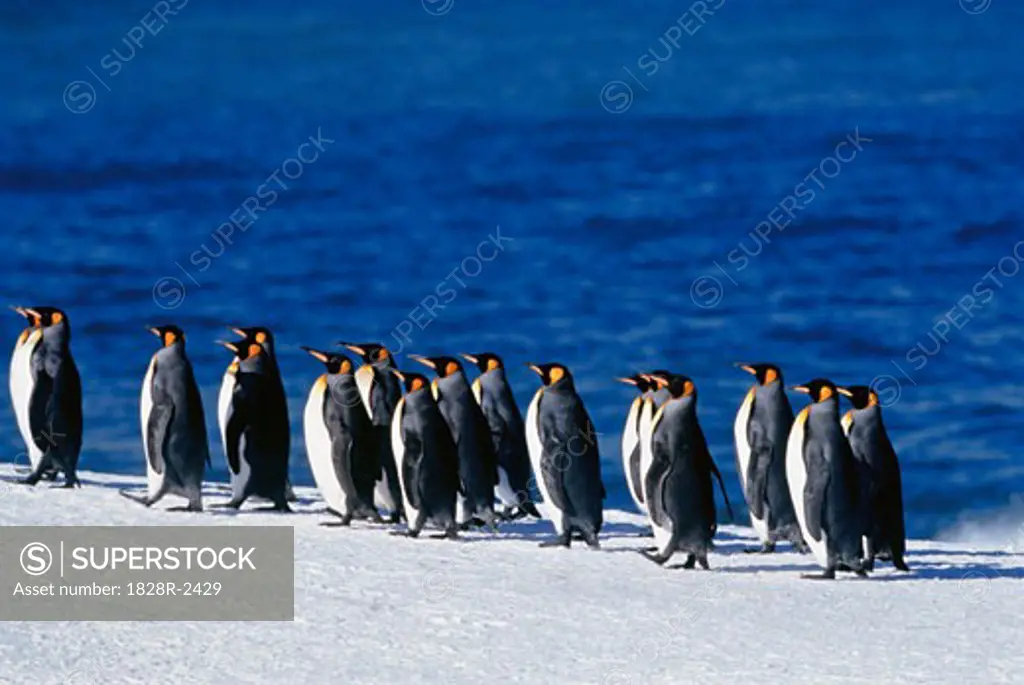 King Penguins Gold Harbour, South Georgia Island, Antarctic Islands   