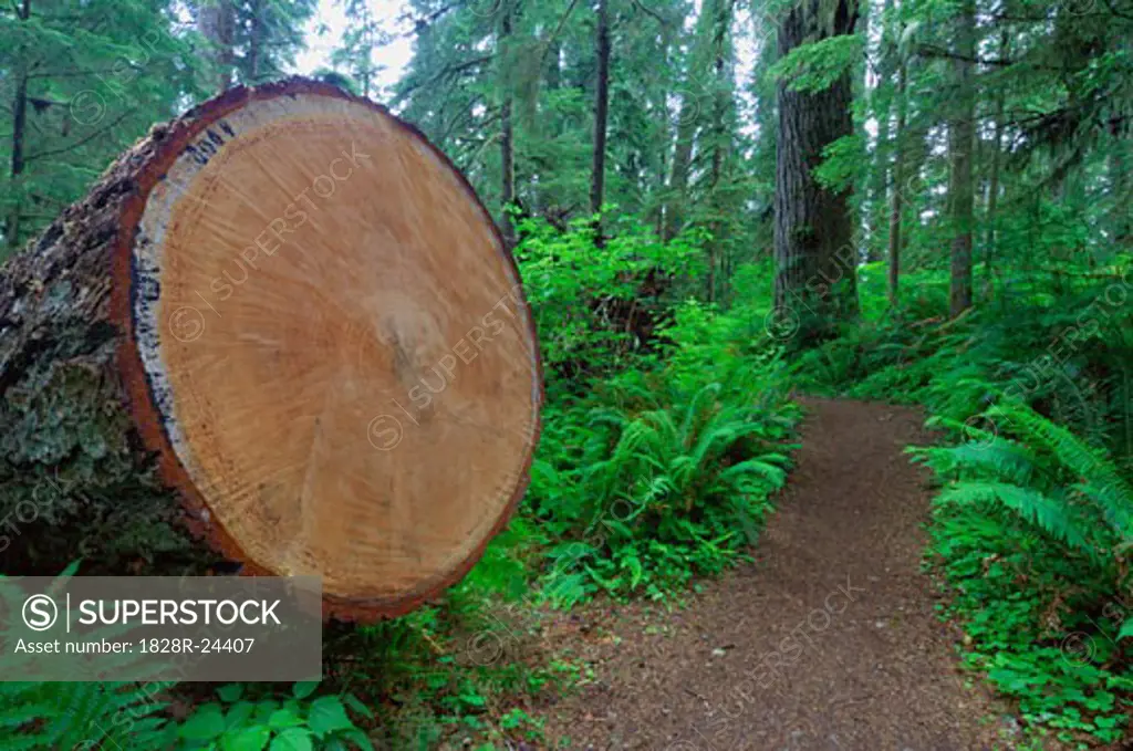 Trunk of Cut Tree, Quinault Rainforest, Olympic National Park, Washington, USA   