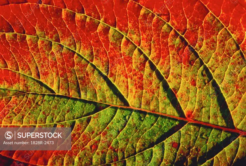 Close-Up of Leaf Changing Color   