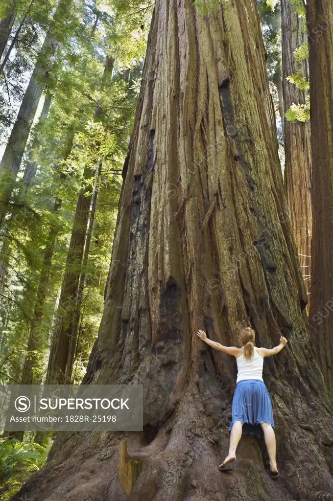 Woman Hugging Redwood Tree, Humboldt Redwoods State Park, California, USA   