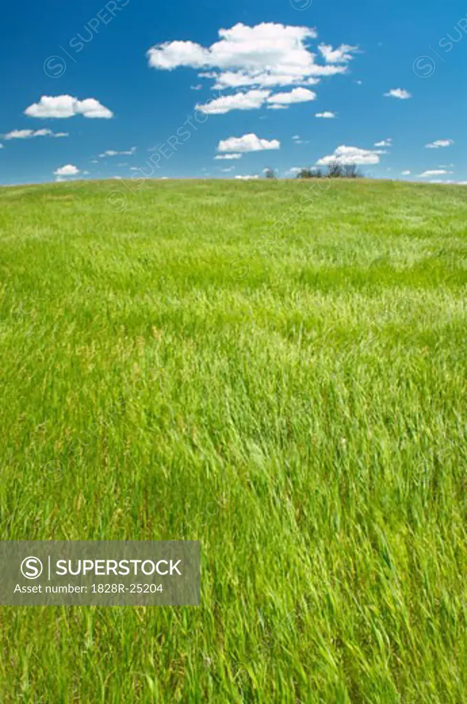 Green Grass and Blue Sky   