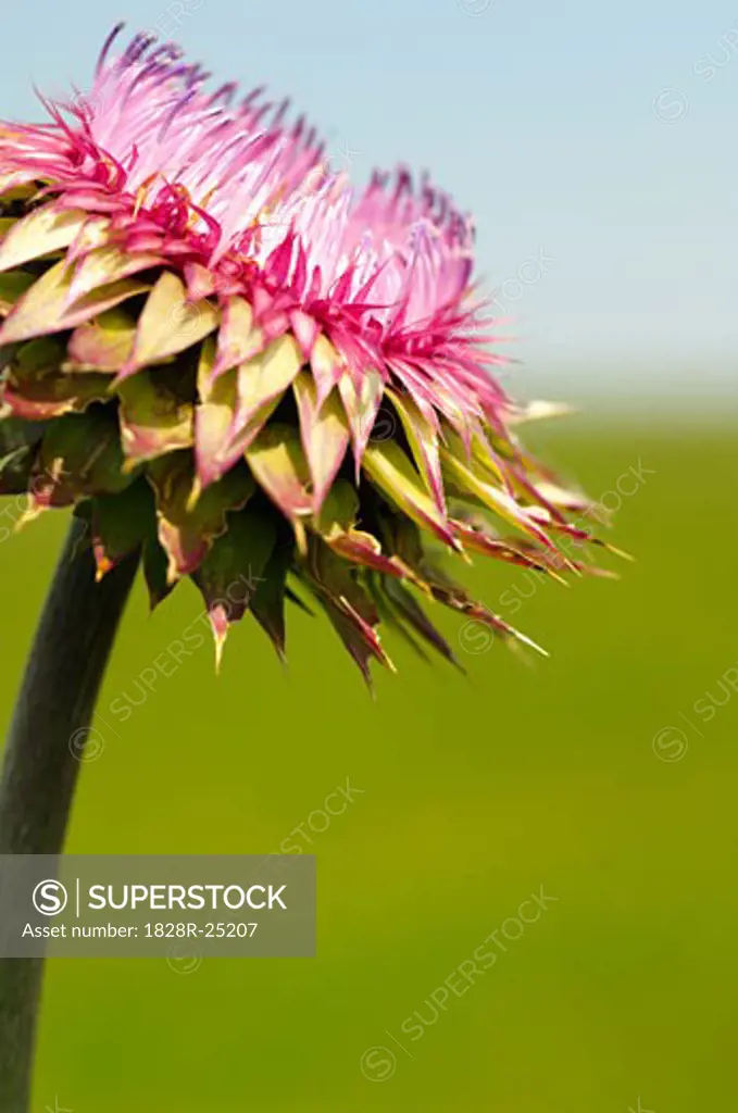 Thistle Flower   