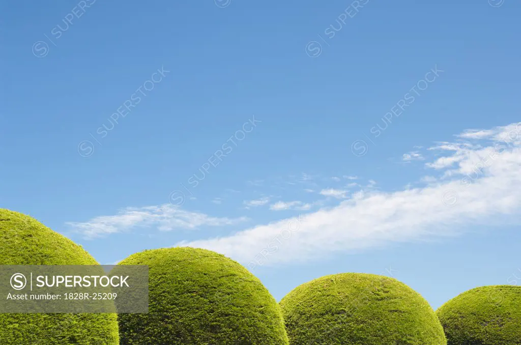 Round Hedges and Blue Sky   