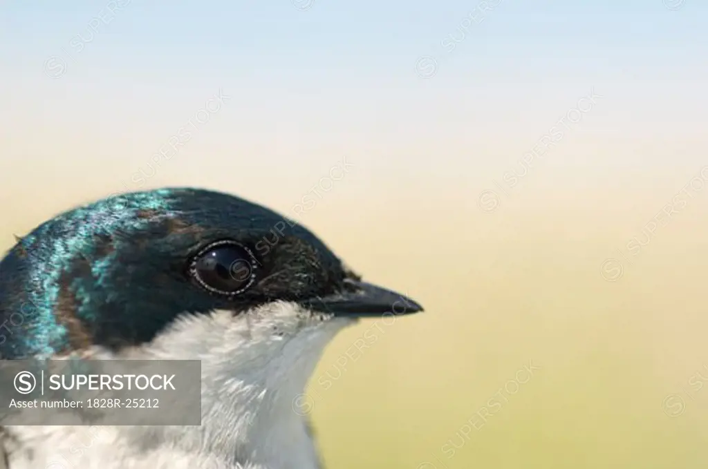 Close-up of Tree Swallow   