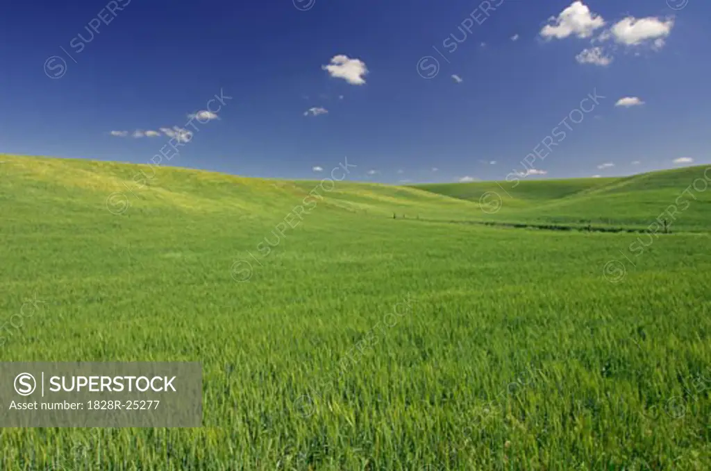 Wheat Field near Colfax, Palouse Region, Whitman County, Washington, USA   