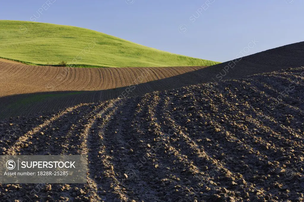 Plowed Field near Colfax, Palouse Region, Whitman County, Washington, USA   