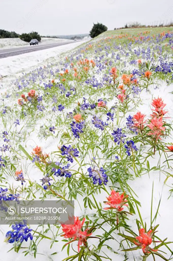 Frozen Flowers in Snow by Country Road, Texas Hill Country, Texas, USA   