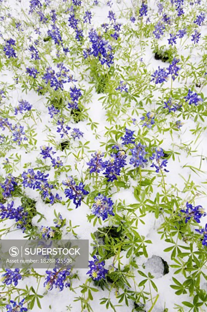 Frozen Bluebonnets in Snow, Texas Hill Country, Texas, USA   