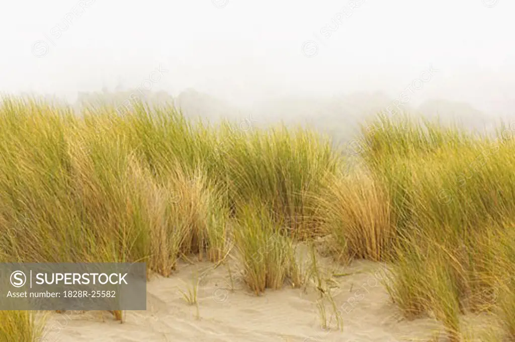 Beach Grass, Sonoma Coast, California, USA   