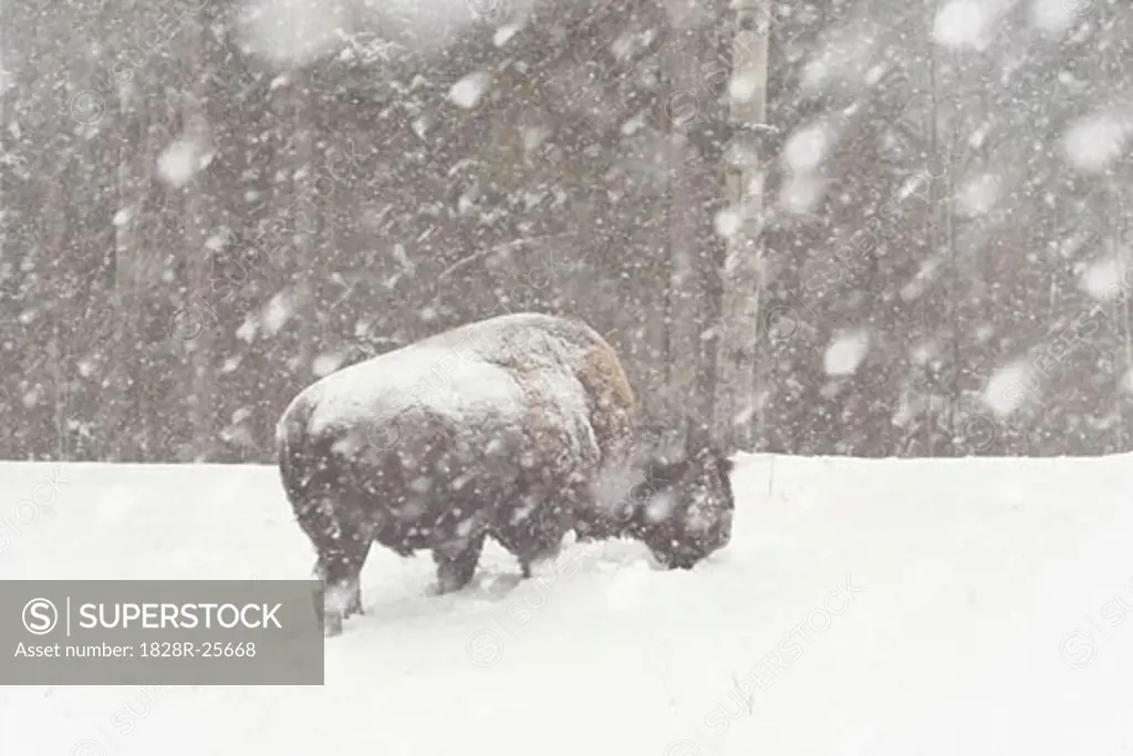 Bison in Snowstorm   