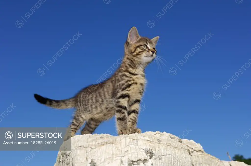 Kitten on Rock   