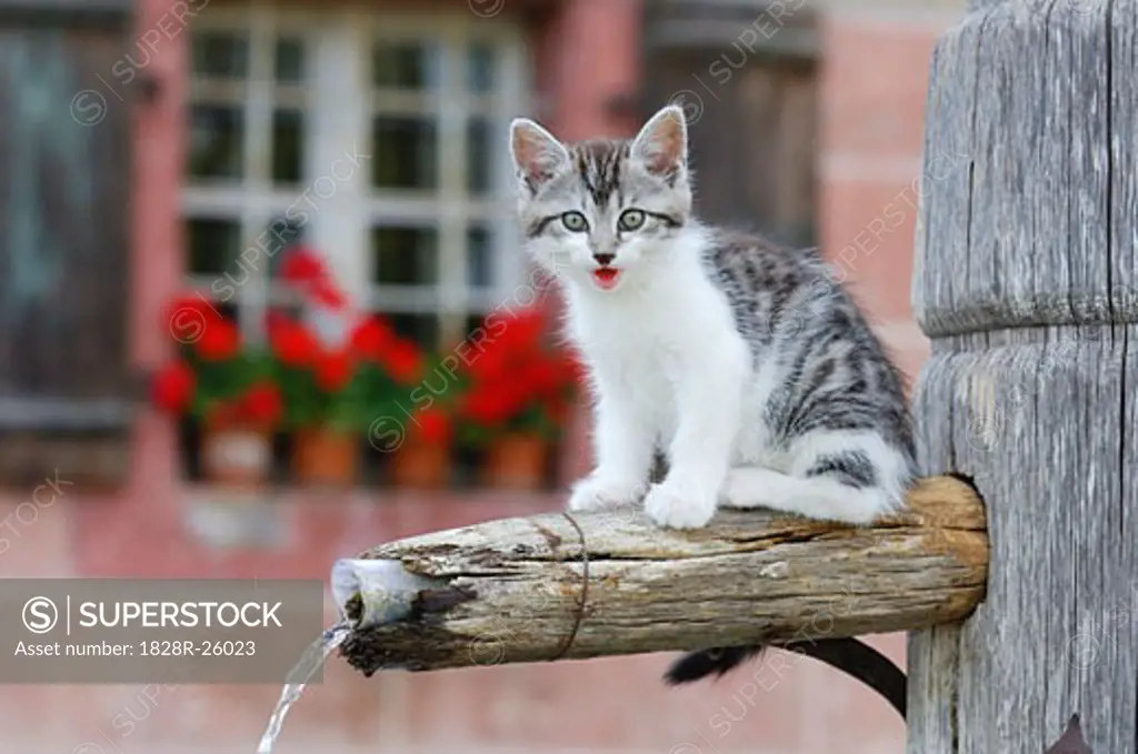Kitten on Water Fountain   
