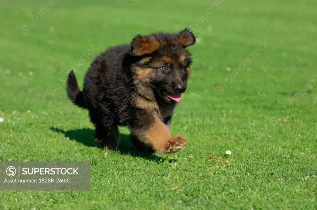 Puppy Running in Meadow   