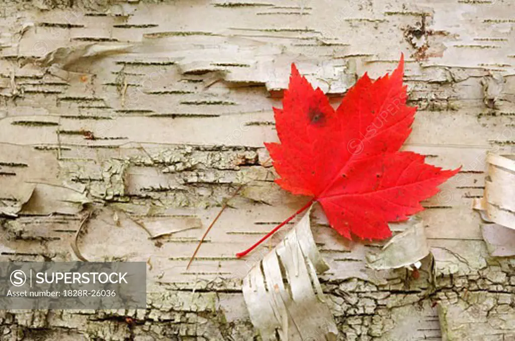 Red Maple Leaf, Algonquin Provincial Park, Ontario, Canada   