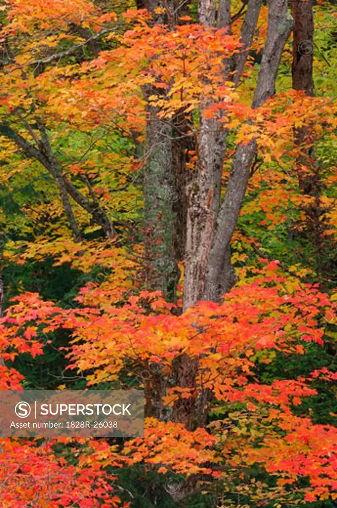 Maple Tree in Autumn, Algonquin Provincial Park, Ontario, Canada   