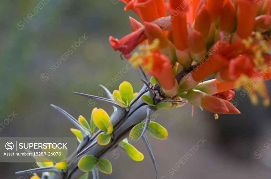 Flowering Ocotillo Cactus   