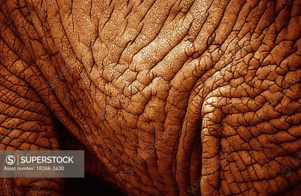 Close-Up of Elephant Skin   