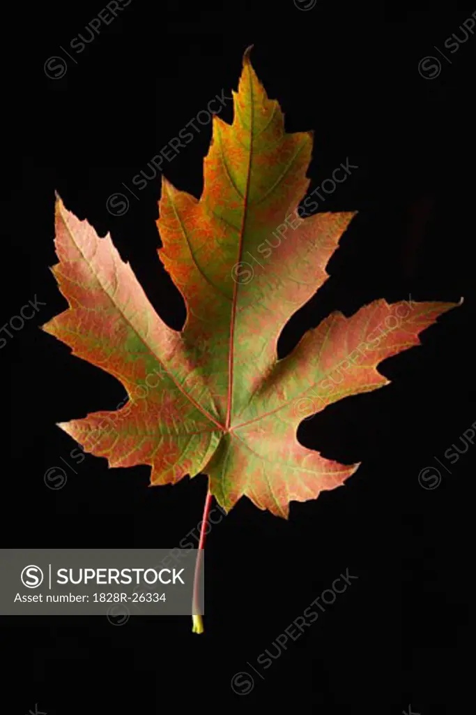 Maple Leaf   
