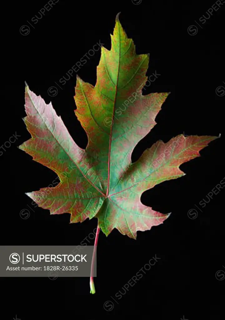Maple Leaf   