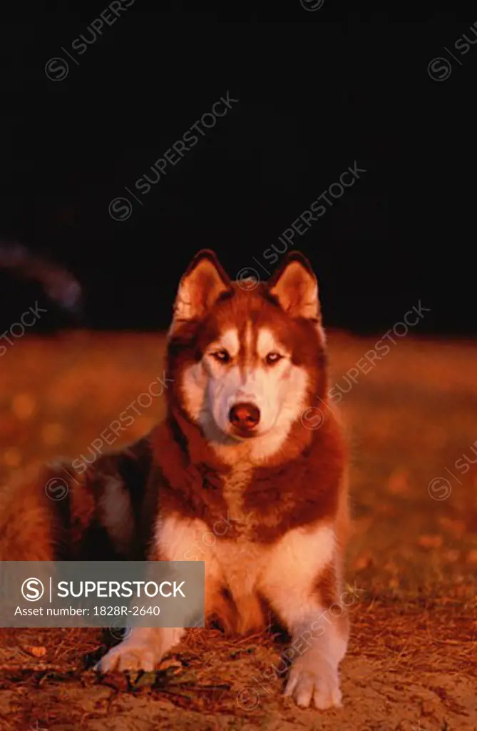 Portrait of Husky Outdoors   
