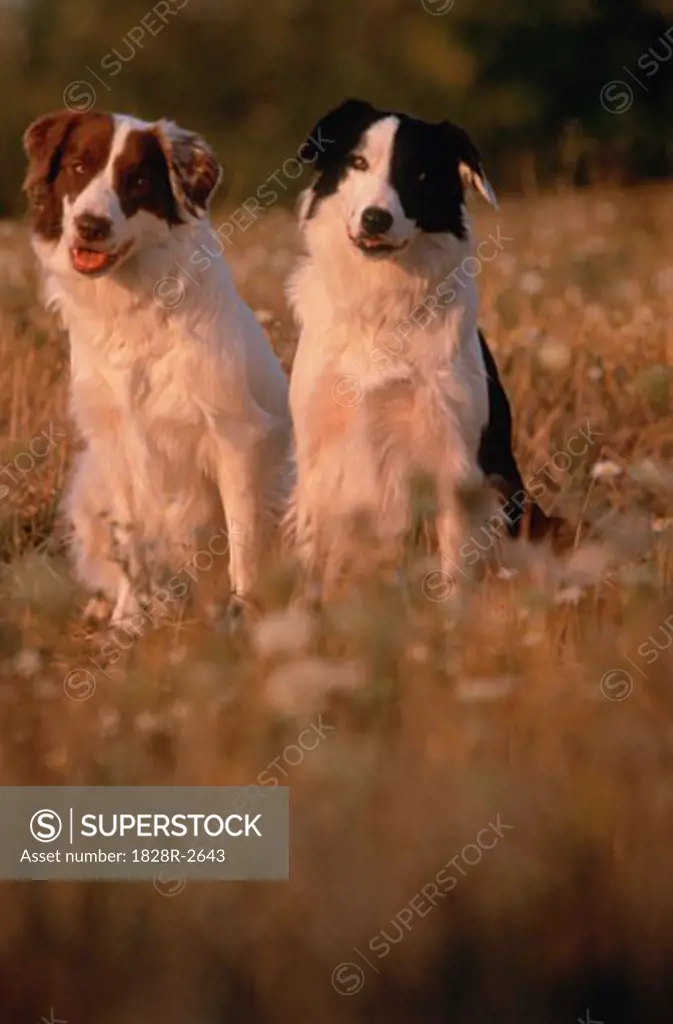 Portrait of Two Border Collies Sitting in Field   