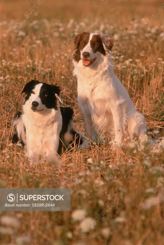 Portrait of Two Border Collies In Field   