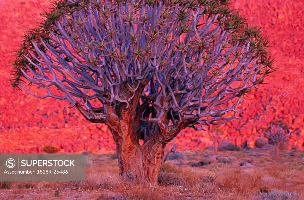 Quiver Tree, Richtersveld National Park, Northern Cape, South Africa   