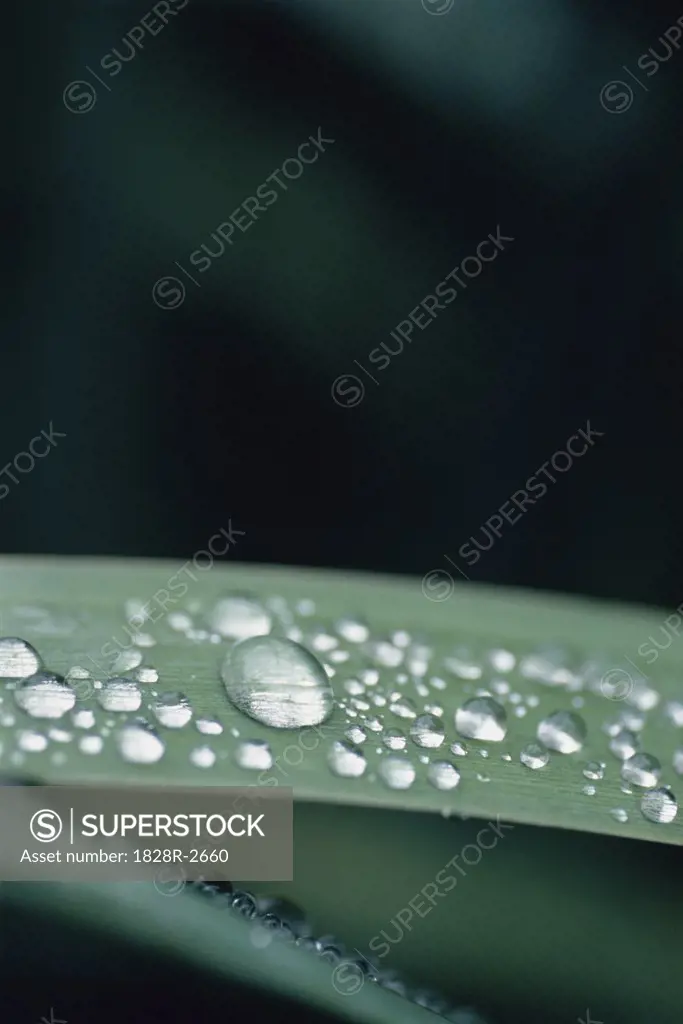 Close-Up of Water Drops on Leaves   