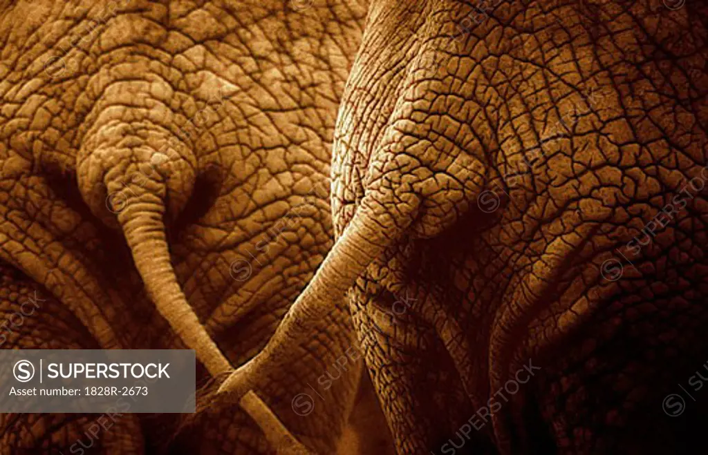 Close-Up of Elephants' Backs   