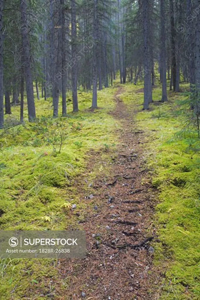 Path Through Forest, Banff National Park, Alberta, Canada   