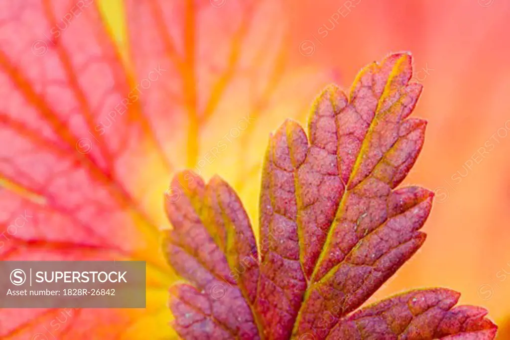 Close-Up of Autumn Leaves   