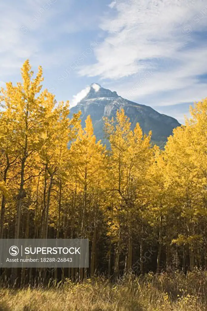 Aspen Trees and Mountain in Autumn, Banff National Park, Alberta, Canada   