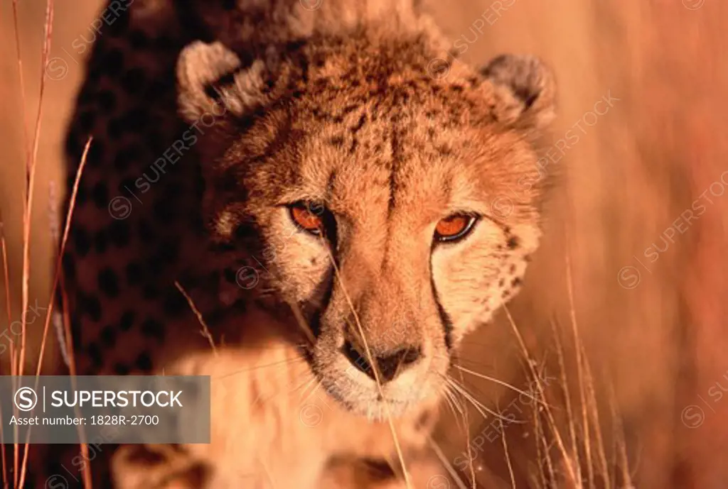 Portrait of Cheetah   