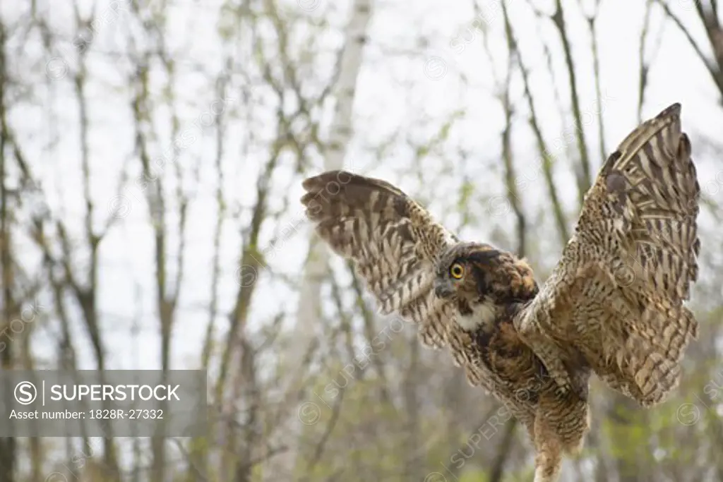 Great Horned Owl   