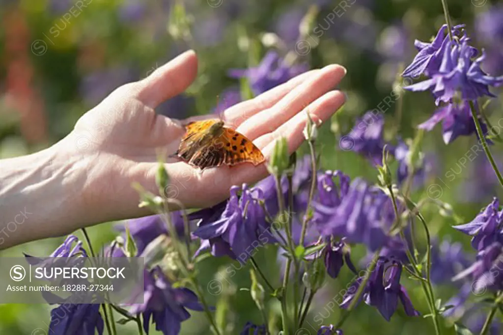 Woman's Hand Holding Butterfly   