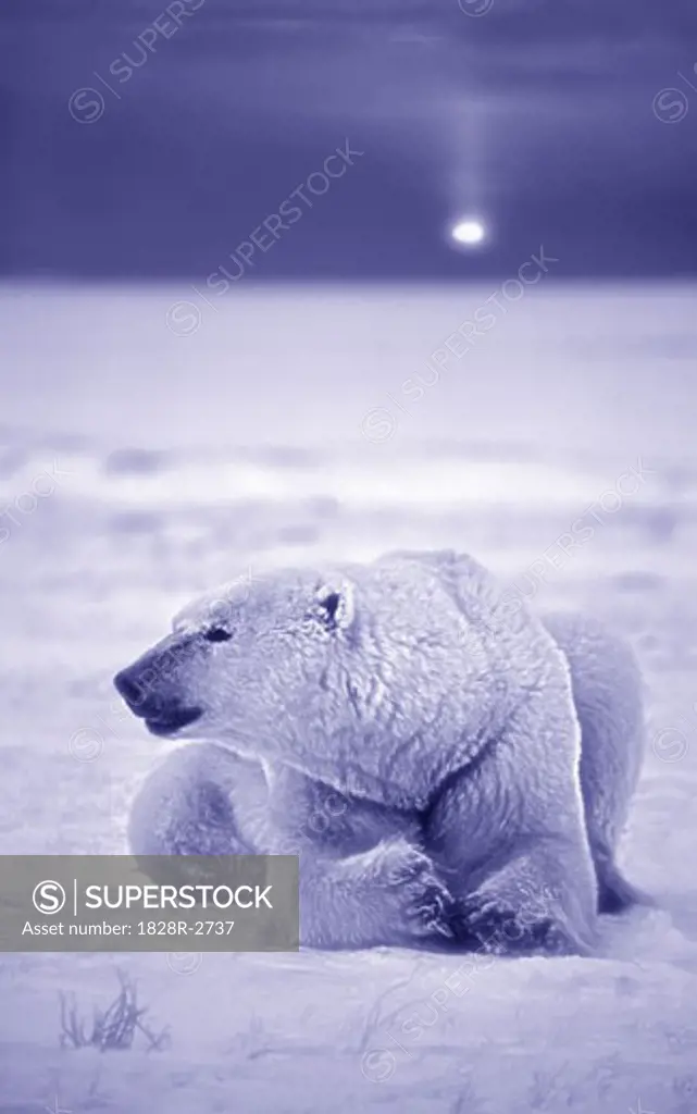 Polar Bear   
