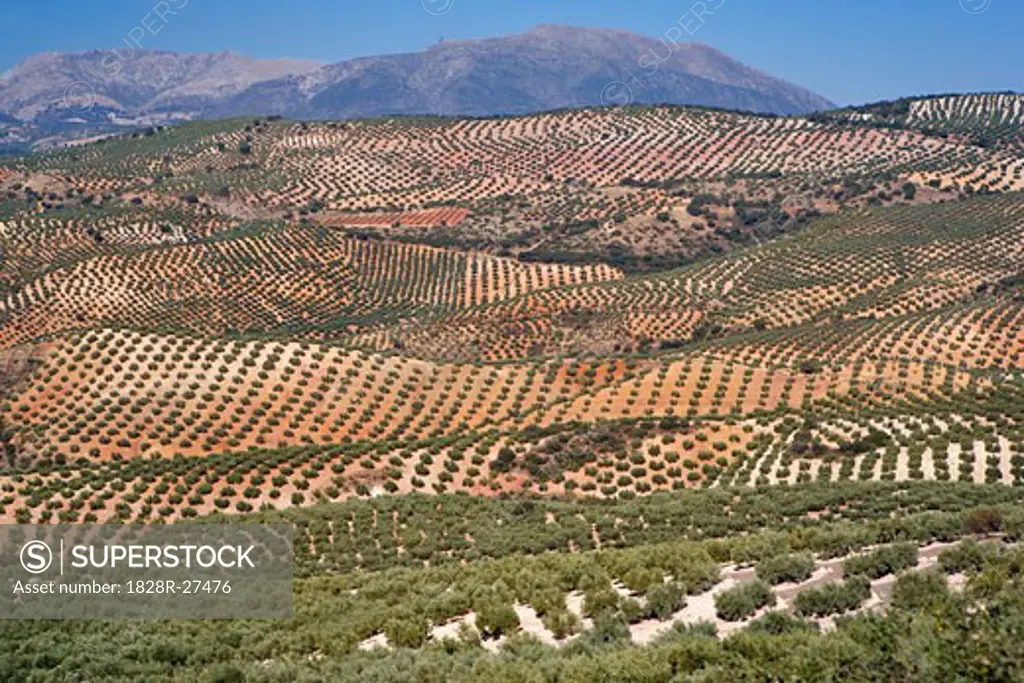 Overview of Olive Orchards, Andalucia, Spain   