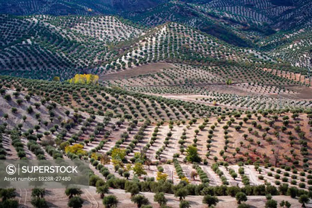 Overview of Olive Orchards, Andalucia, Spain   