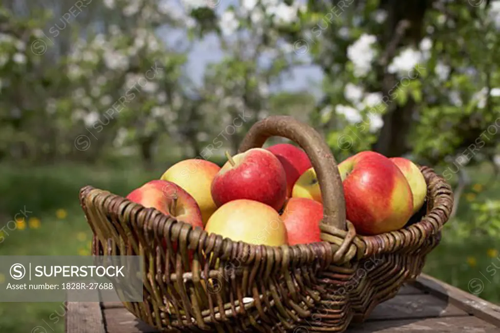Basket of Apples   
