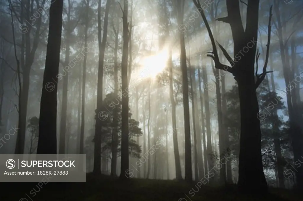 Sunrays Through Morning Fog, Dandenong Ranges, Victoria, Australia   