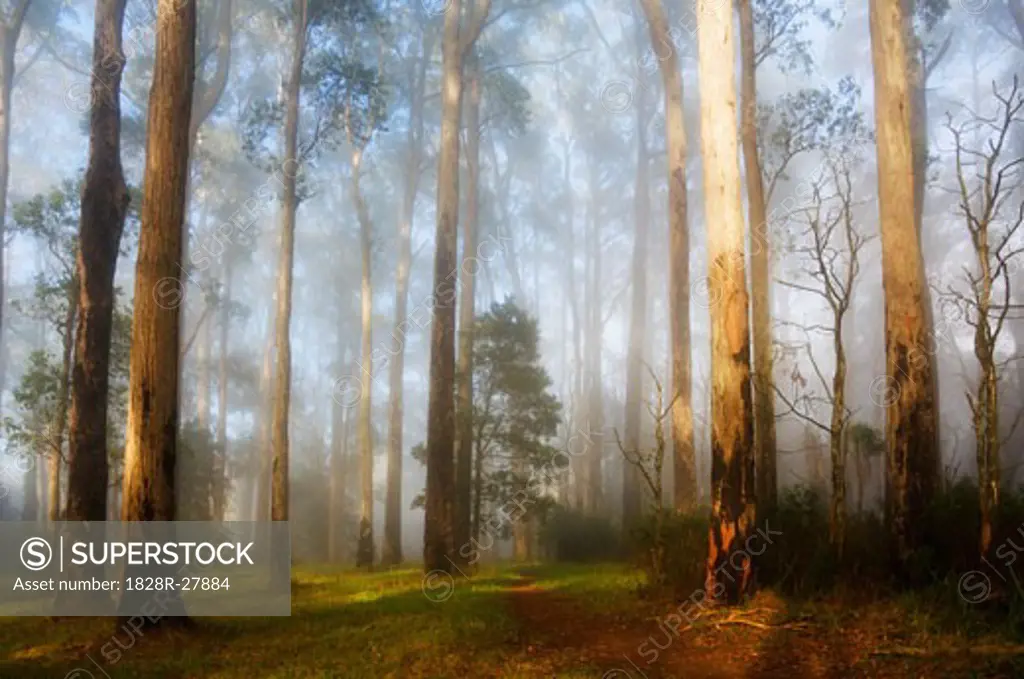 Sunrays Through Morning Fog, Dandenong Ranges, Victoria, Australia   