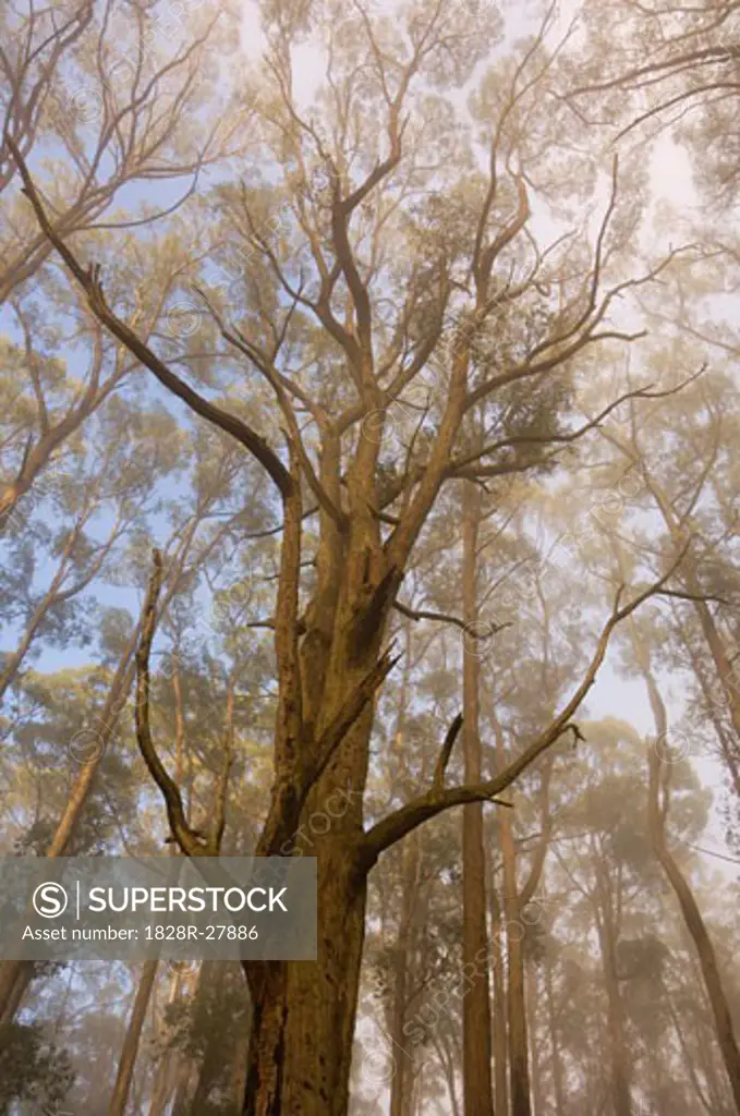 Mountain Ash in Morning Fog, Dandenong Ranges National Park, Victoria, Australia   