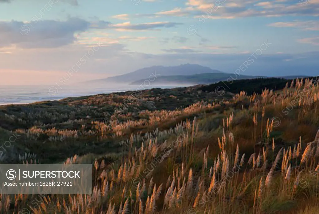 Landscape, Kawhia, North Island, New Zealand   