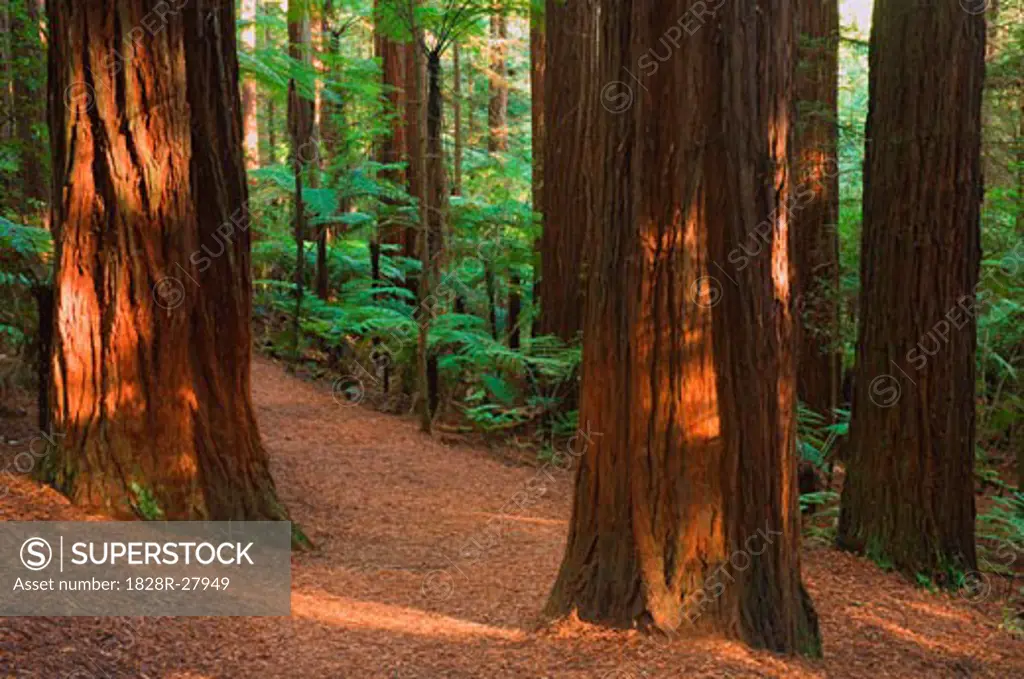 California Redwoods, Whakarewarewa Forest, Rotorua, North Island, New Zealand   